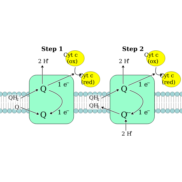 Oxidative Phosphorylation Complex III